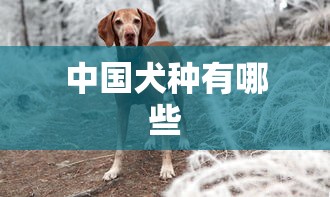 中国犬种有哪些  第1张
