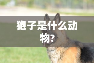 狍子是什么动物?  第1张