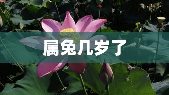 属兔几岁了  第1张