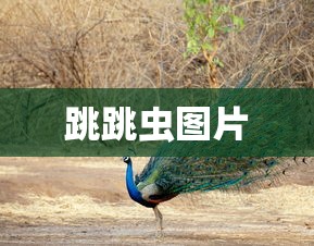 跳跳虫图片  第1张
