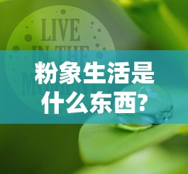 粉象生活是什么东西?什么意思?详细介绍!  第1张