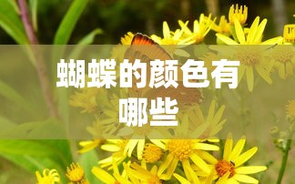 蝴蝶的颜色有哪些  第1张