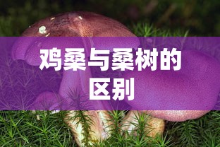 鸡桑与桑树的区别  第1张