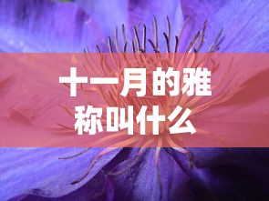 十一月的雅称叫什么  第1张