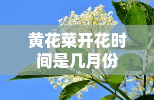 黄花菜开花时间是几月份  第1张