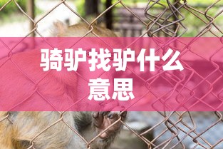 骑驴找驴什么意思  第1张
