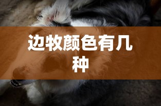 边牧颜色有几种  第1张