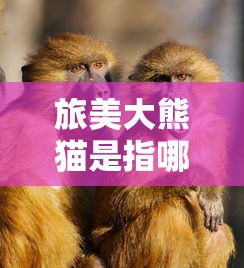 旅美大熊猫是指哪两个  第1张