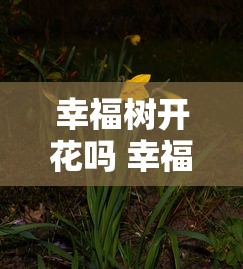 幸福树开花吗 幸福树开花什么预兆呢?  第1张