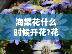 海棠花什么时候开花?花期多长?  第1张