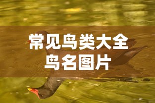 常见鸟类大全鸟名图片  第1张
