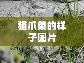 猫爪菜的样子图片  第1张