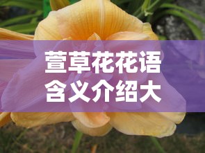 萱草花花语含义介绍大全  第1张