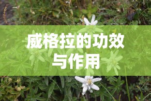 威格拉的功效与作用  第1张
