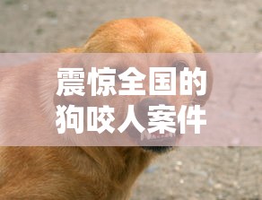 震惊全国的狗咬人案件  第1张