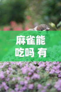 麻雀能吃吗 有什么功效  第1张