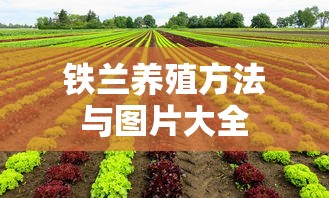 铁兰养殖方法与图片大全  第1张