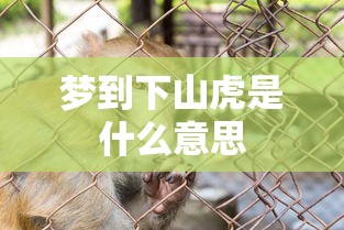 梦到下山虎是什么意思  第1张