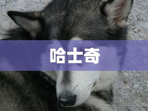哈士奇  第1张