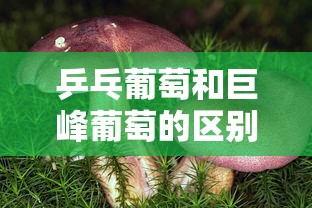乒乓葡萄和巨峰葡萄的区别  第1张