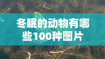 冬眠的动物有哪些100种图片  第1张