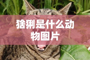 猞猁是什么动物图片  第1张