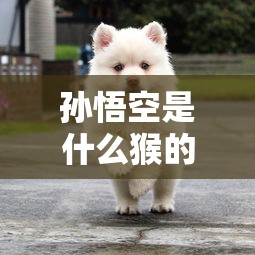 孙悟空是什么猴的品种  第1张