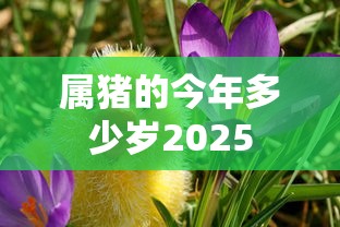 属猪的今年多少岁2025  第1张