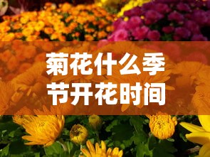 菊花什么季节开花时间  第1张