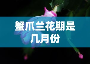 蟹爪兰花期是几月份  第1张