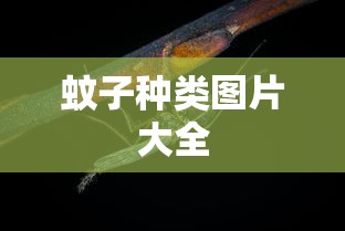 蚊子种类图片大全  第1张