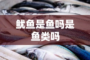 鱿鱼是鱼吗是鱼类吗  第1张
