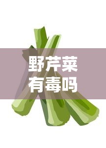 野芹菜有毒吗?人可以吃吗?  第1张
