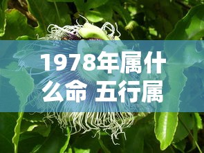1978年属什么命 五行属什么  第1张