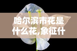 哈尔滨市花是什么花,象征什么  第1张
