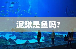 泥鳅是鱼吗?  第1张