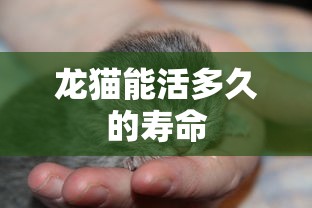 龙猫能活多久的寿命  第1张