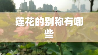 莲花的别称有哪些  第1张