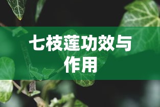 七枝莲功效与作用  第1张
