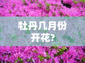 牡丹几月份开花?  第1张