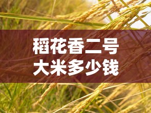 稻花香二号大米多少钱一斤  第1张