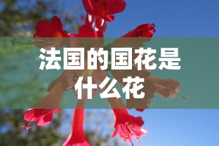 法国的国花是什么花  第1张