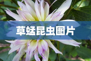 草蜢昆虫图片  第1张