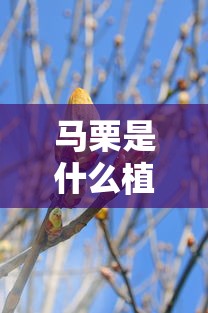马栗是什么植物  第1张