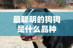 最聪明的狗狗是什么品种  第1张