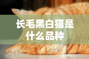 长毛黑白猫是什么品种  第1张