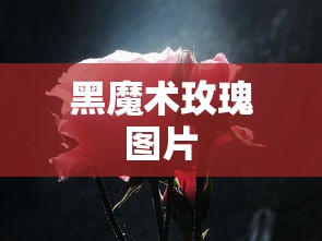 黑魔术玫瑰图片  第1张