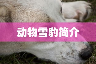 动物雪豹简介  第1张