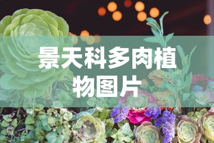 景天科多肉植物图片  第1张