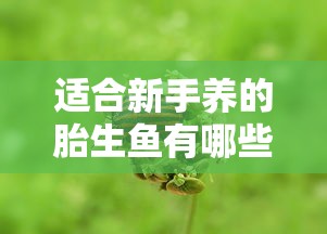 适合新手养的胎生鱼有哪些  第1张